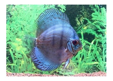 Discus cobalt bleu - Discus - Comptoir du Poisson exotique