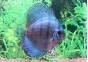 Discus cobalt bleu - Discus - Comptoir du Poisson exotique