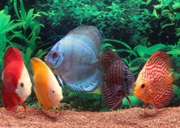 Discus select (melon-diamant-gold-snow) - Discus - Comptoir du Poisson exotique