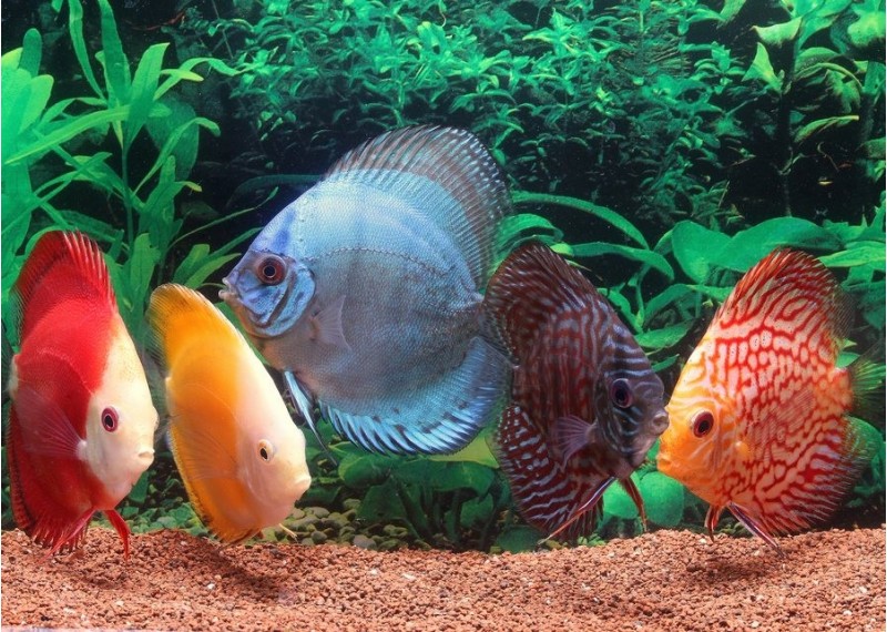 Discus select (melon-diamant-gold-snow) - Discus - Comptoir du Poisson exotique