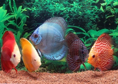 Discus select (melon-diamant-gold-snow) - Discus - Comptoir du Poisson exotique