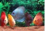 Discus select (melon-diamant-gold-snow) - Discus - Comptoir du Poisson exotique