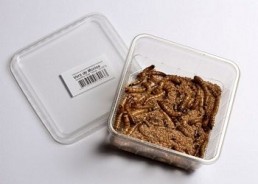 Vers de morios - 1 kg - Insectes vivants - Comptoir du Poisson exotique