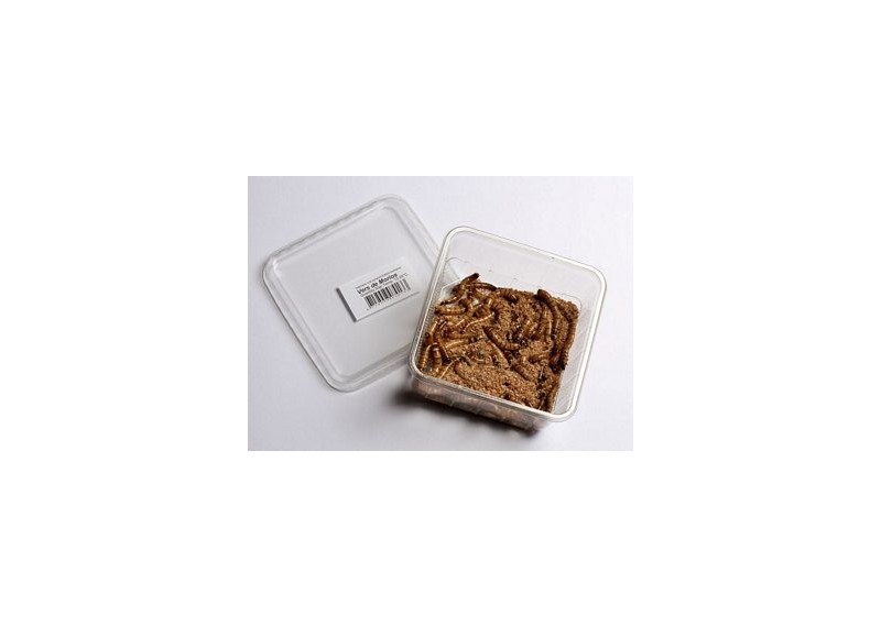 Vers de morios - 1 kg - Insectes vivants - Comptoir du Poisson exotique