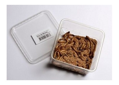Vers de morios - 1 kg - Insectes vivants - Comptoir du Poisson exotique