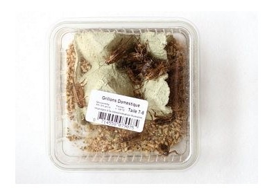 Grillons domestiques taille 8 - Boite env.35 pcs - Insectes vivants - Comptoir du Poisson exotique