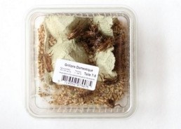 Grillons domestiques taille 6 - Boite env.50 pcs - Insectes vivants - Comptoir du Poisson exotique