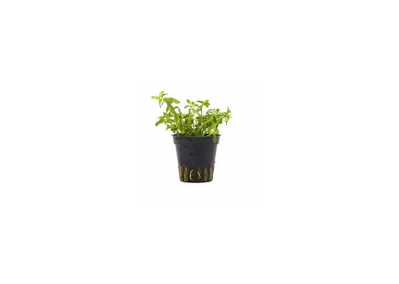 Limnophila sp. 'Vietnam' - Pot 5,5cm - Plantes en pots de 5,5cm - aquarium - Comptoir du Poisson exotique
