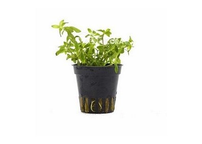 Limnophila sp. 'Vietnam' - Pot 5,5cm - Plantes en pots de 5,5cm - aquarium - Comptoir du Poisson exotique