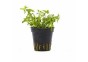 Limnophila sp. 'Vietnam' - Pot 5,5cm - Plantes en pots de 5,5cm - aquarium - Comptoir du Poisson exotique