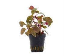 Alternanthera reineckii 'Cardinalis' - Pot 5,5cm - Plantes en pots de 5,5cm - aquarium - Comptoir du Poisson exotique