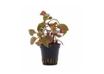 Alternanthera reineckii 'Cardinalis' - Pot 5,5cm - Plantes en pots de 5,5cm - aquarium - Comptoir du Poisson exotique