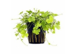 Hydrocotyle cf. tripartita - Pot 5,5cm - Plantes en pots de 5,5cm - aquarium - Comptoir du Poisson exotique