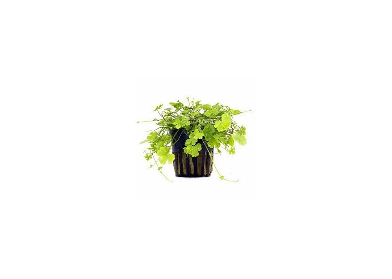 Hydrocotyle cf. tripartita - Pot 5,5cm - Plantes en pots de 5,5cm - aquarium - Comptoir du Poisson exotique
