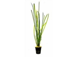 Vallisneria spiralis 'Leopard' - Pot 5,5cm - Plantes en pots de 5,5cm - aquarium - Comptoir du Poisson exotique