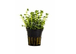 Rotala species 'Green' - Pot 5,5cm - Plantes en pots de 5,5cm - aquarium - Comptoir du Poisson exotique
