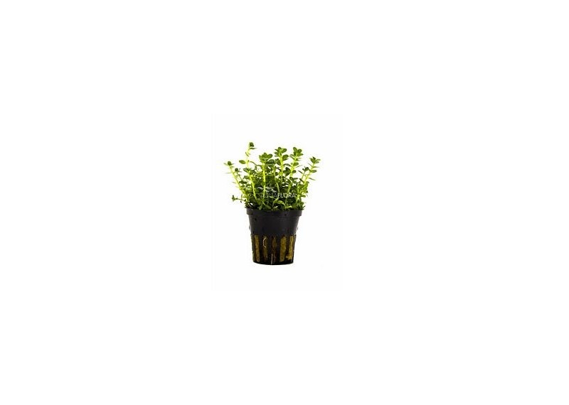 Rotala species 'Green' - Pot 5,5cm - Plantes en pots de 5,5cm - aquarium - Comptoir du Poisson exotique