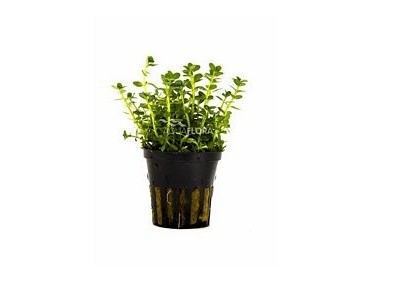 Rotala species 'Green' - Pot 5,5cm - Plantes en pots de 5,5cm - aquarium - Comptoir du Poisson exotique