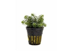 Rotala species 'Vietnam' - Pot 5,5cm - Plantes en pots de 5,5cm - aquarium - Comptoir du Poisson exotique