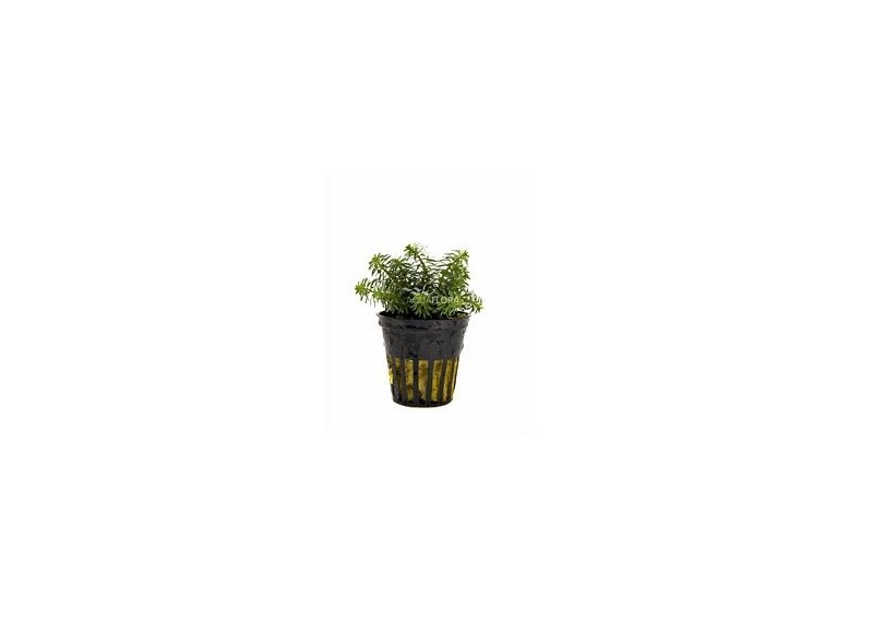 Rotala species 'Vietnam' - Pot 5,5cm - Plantes en pots de 5,5cm - aquarium - Comptoir du Poisson exotique