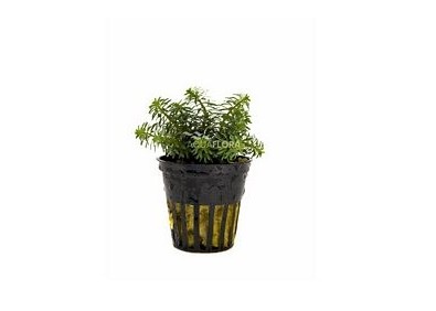 Rotala species 'Vietnam' - Pot 5,5cm - Plantes en pots de 5,5cm - aquarium - Comptoir du Poisson exotique