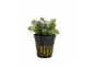 Rotala species 'Vietnam' - Pot 5,5cm - Plantes en pots de 5,5cm - aquarium - Comptoir du Poisson exotique
