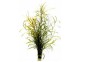 Potamogeton gayi - Pot 5,5cm - Plantes en pots de 5,5cm - aquarium - Comptoir du Poisson exotique