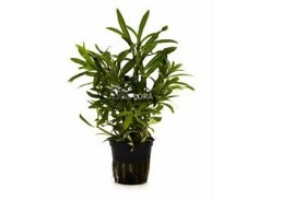 Pogostemon quadrifolius - Pot 5,5cm - Plantes en pots de 5,5cm - aquarium - Comptoir du Poisson exotique