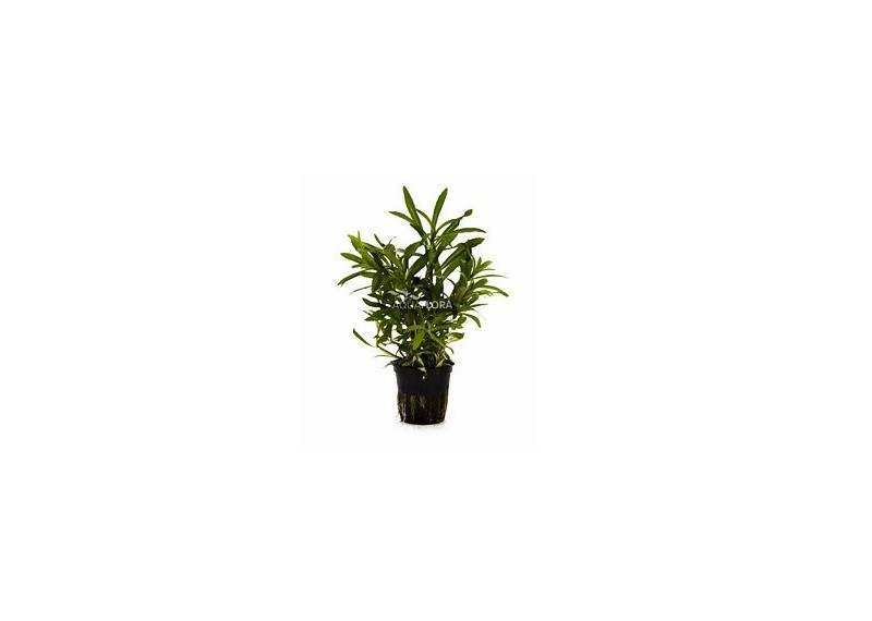 Pogostemon quadrifolius - Pot 5,5cm - Plantes en pots de 5,5cm - aquarium - Comptoir du Poisson exotique