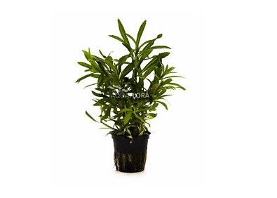 Pogostemon quadrifolius - Pot 5,5cm - Plantes en pots de 5,5cm - aquarium - Comptoir du Poisson exotique