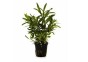 Pogostemon quadrifolius - Pot 5,5cm - Plantes en pots de 5,5cm - aquarium - Comptoir du Poisson exotique