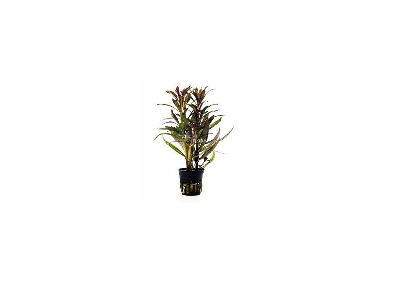 Pogostemon stellatus 'rubra' - pot 5,5cm - Plantes en pots de 5,5cm - aquarium - Comptoir du Poisson exotique