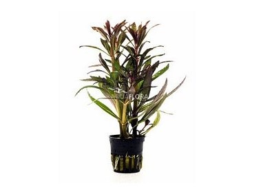 Pogostemon stellatus 'rubra' - pot 5,5cm - Plantes en pots de 5,5cm - aquarium - Comptoir du Poisson exotique