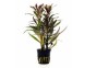 Pogostemon stellatus 'rubra' - pot 5,5cm - Plantes en pots de 5,5cm - aquarium - Comptoir du Poisson exotique