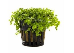 Micranthemum species 'Monte Carlo' - Pot 5,5cm - Plantes en pots de 5,5cm - aquarium - Comptoir du Poisson exotique