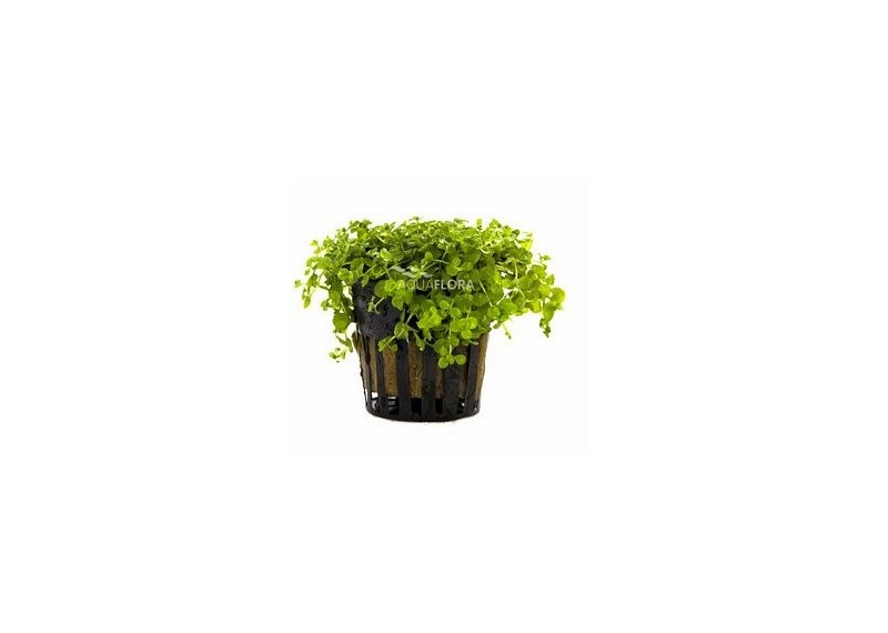 Micranthemum species 'Monte Carlo' - Pot 5,5cm - Plantes en pots de 5,5cm - aquarium - Comptoir du Poisson exotique