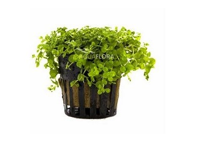 Micranthemum species 'Monte Carlo' - Pot 5,5cm - Plantes en pots de 5,5cm - aquarium - Comptoir du Poisson exotique