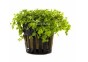 Micranthemum species 'Monte Carlo' - Pot 5,5cm - Plantes en pots de 5,5cm - aquarium - Comptoir du Poisson exotique