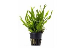 Microsorum pteropus 'Petit' - Pot 5,5cm - Plantes en pots de 5,5cm - aquarium - Comptoir du Poisson exotique