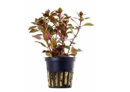 Ludwigia sp. 'Mini Super Red' - Pot 5,5cm - Plantes en pots de 5,5cm - aquarium - Comptoir du Poisson exotique