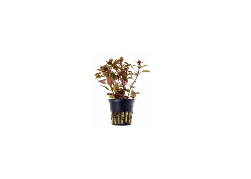 Ludwigia sp. 'Mini Super Red' - Pot 5,5cm - Plantes en pots de 5,5cm - aquarium - Comptoir du Poisson exotique