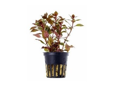 Ludwigia sp. 'Mini Super Red' - Pot 5,5cm - Plantes en pots de 5,5cm - aquarium - Comptoir du Poisson exotique