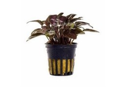 Lagenandra meeboldii 'Red' - Pot 5,5cm - Plantes en pots de 5,5cm - aquarium - Comptoir du Poisson exotique
