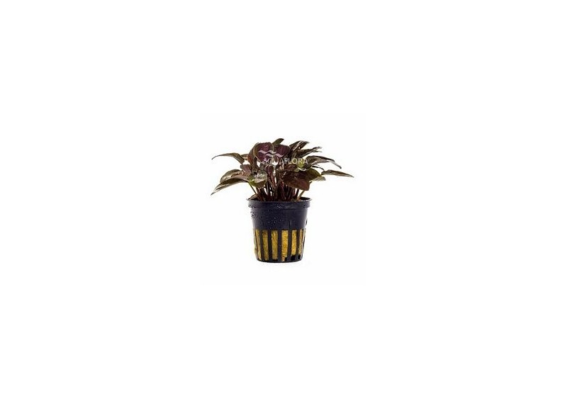 Lagenandra meeboldii 'Red' - Pot 5,5cm - Plantes en pots de 5,5cm - aquarium - Comptoir du Poisson exotique