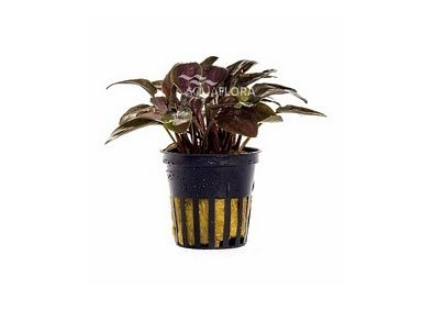 Lagenandra meeboldii 'Red' - Pot 5,5cm - Plantes en pots de 5,5cm - aquarium - Comptoir du Poisson exotique