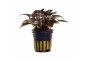 Lagenandra meeboldii 'Red' - Pot 5,5cm - Plantes en pots de 5,5cm - aquarium - Comptoir du Poisson exotique