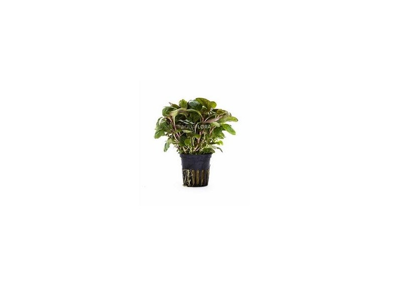 Lobelia cardinalis 'Mini' - Pot 5,5cm - Plantes en pots de 5,5cm - aquarium - Comptoir du Poisson exotique