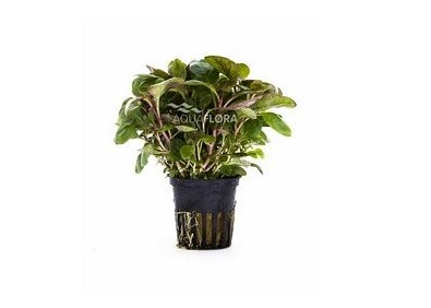 Lobelia cardinalis 'Mini' - Pot 5,5cm - Plantes en pots de 5,5cm - aquarium - Comptoir du Poisson exotique