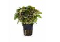 Lobelia cardinalis 'Mini' - Pot 5,5cm - Plantes en pots de 5,5cm - aquarium - Comptoir du Poisson exotique