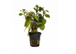Ludwigia repens 'Mesacana' - Pot 5,5cm - Plantes en pots de 5,5cm - aquarium - Comptoir du Poisson exotique